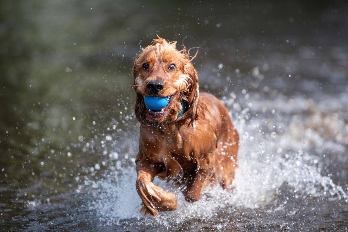 English Cocker Spaniel dog playing and running in a river with a blue ball in his mouth