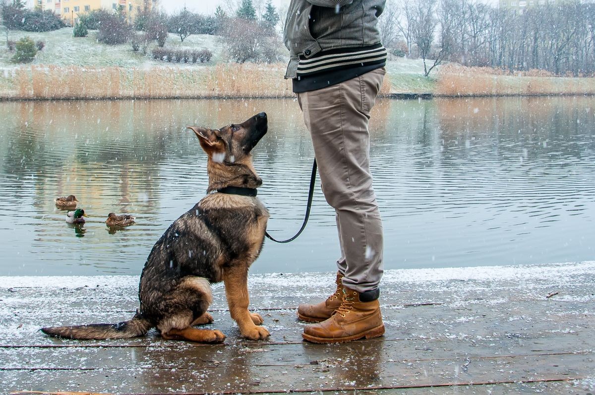 A german shepherd puppy dog a leash with its owner on in a winter urban environment with snowfall