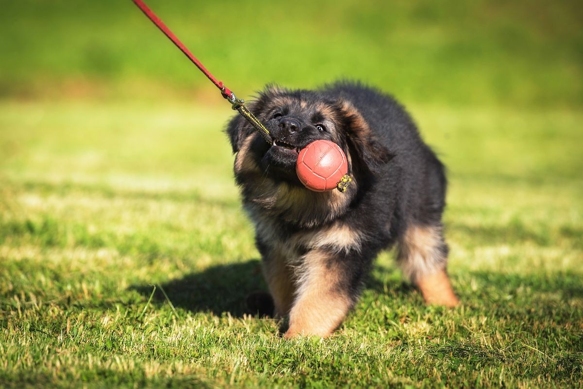 German shepherd puppy playing with a ball