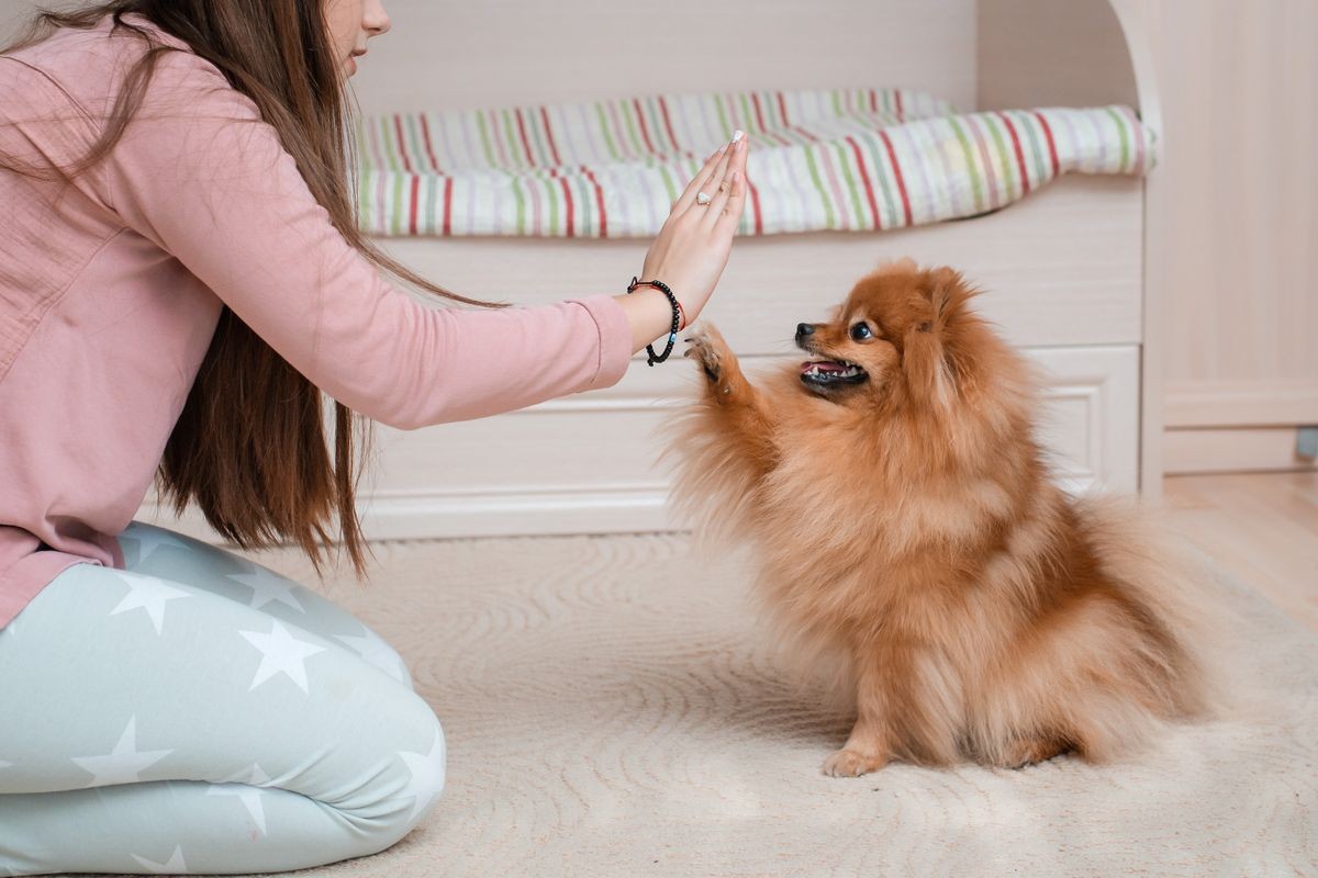 Teenage girl with a dog breed Spitz rejoices with a pet at home on the floor. Care and training of a pet. Content Fluffy puppy. To groom long-haired Pomeranian. Orange red