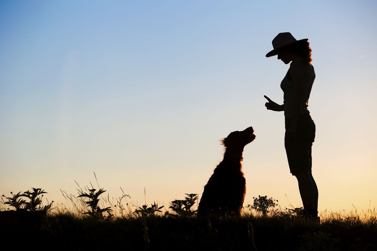 Website banner silhouette of a female as training her dog