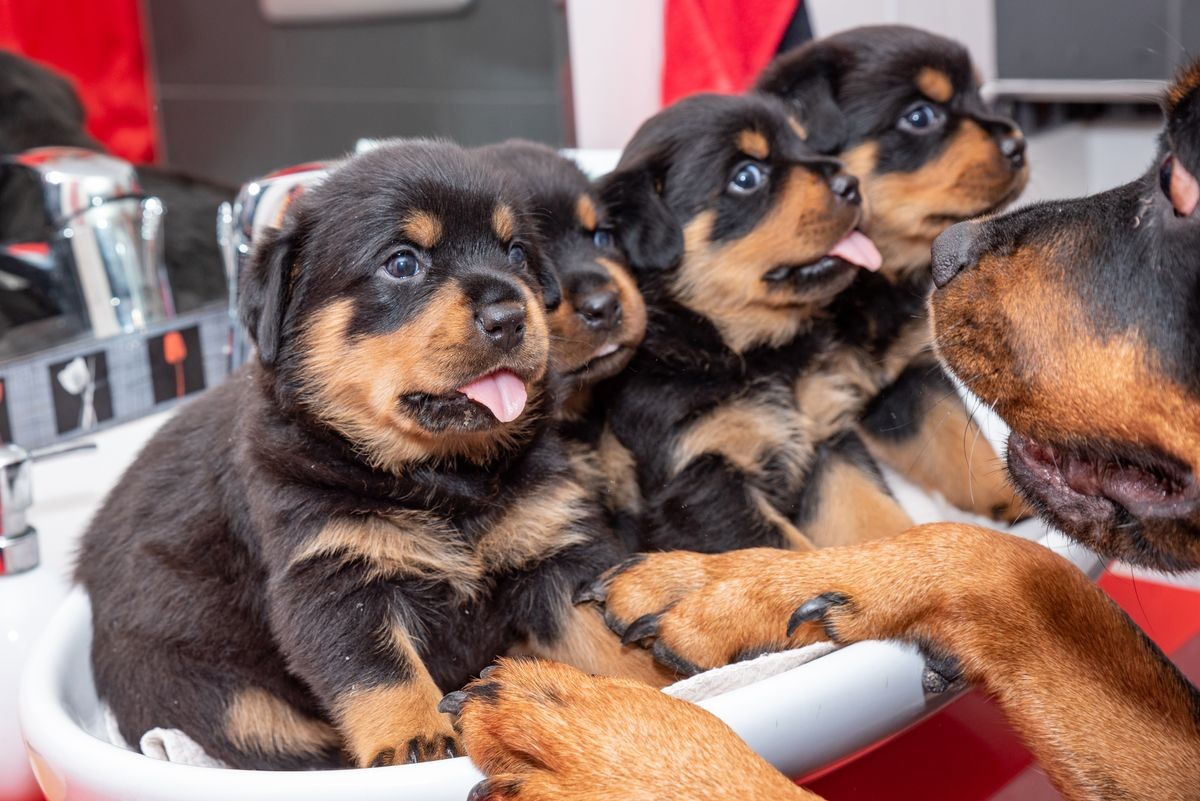 Adorable Purebred Rottweiler puppy posing indoors.One month old