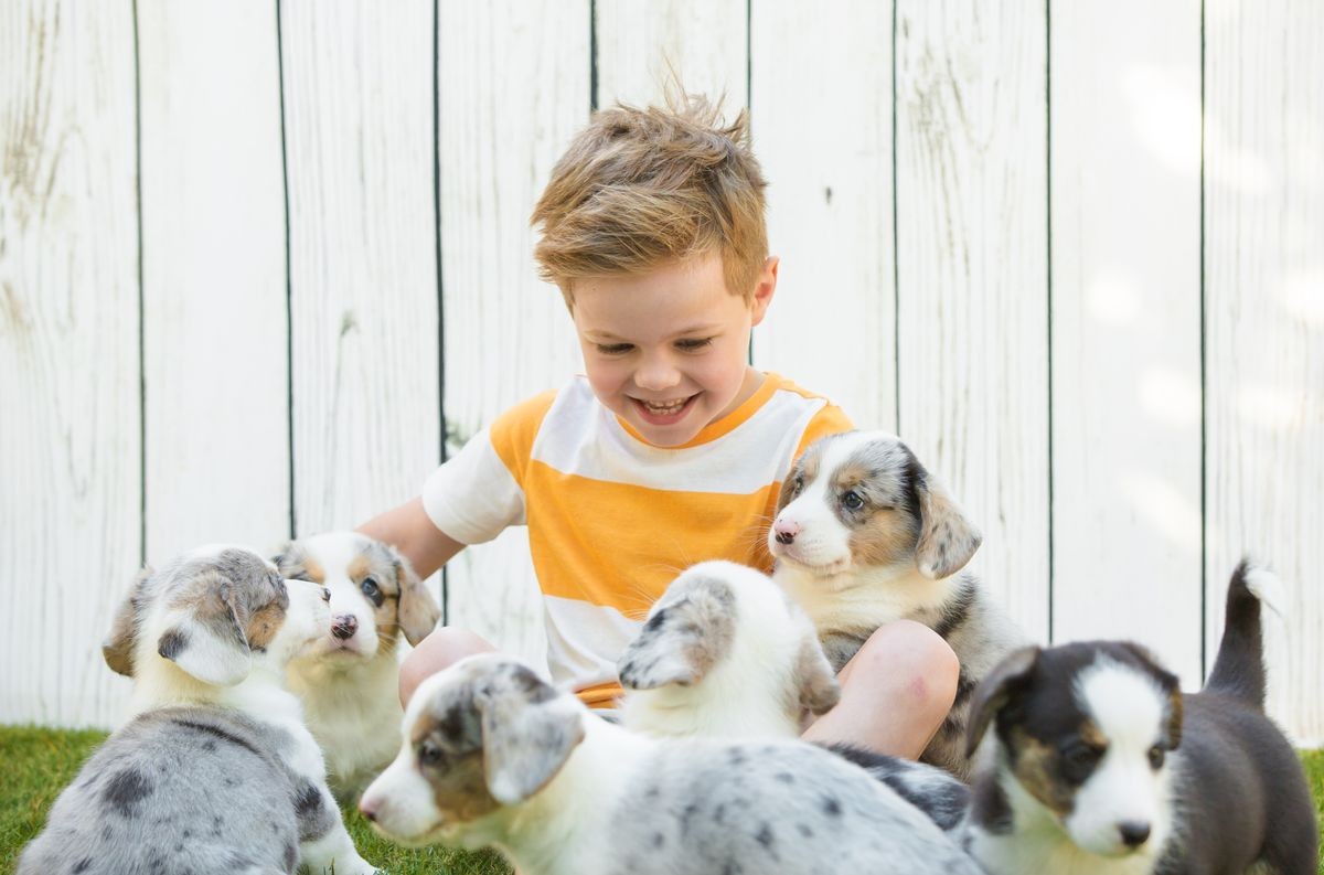 A five-year-old boy sits on a lawn surrounded by corgi puppies against a white fence. Friendship of animals and children.